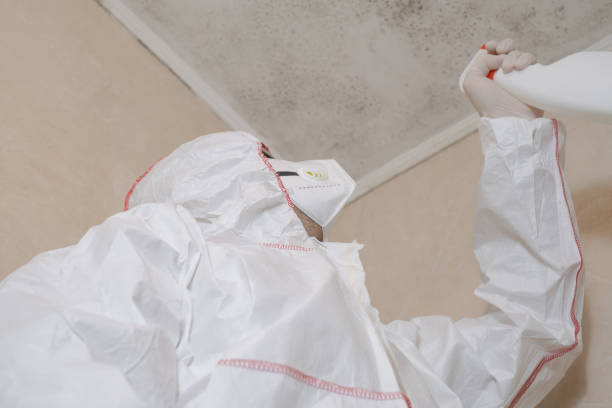 Professional Mold Removal in Elko, NV
