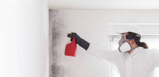 Attic Mold Removal in Elko, NV