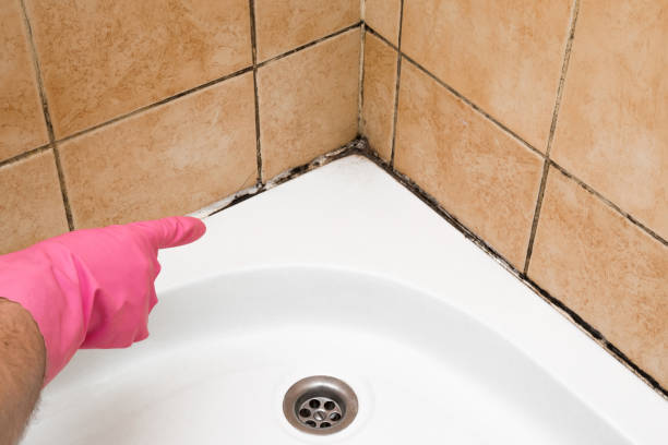 Mold Removal and Inspection in Elko, NV